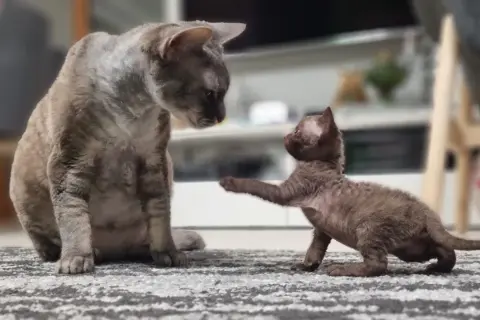 Hodowla kotów Devon Rex w Polsce - najlepsze hodowle i kocięta