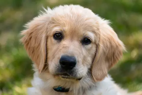 Czy golden retriever ma włosy czy sierść? Odkryj prawdę o jego futrze