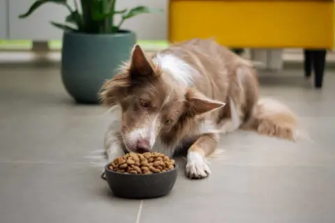 Pies rasy border collie z zaciekawieniem spogląda na miskę z karmą. To może być początek rankingu suchych karm dla psa, gdzie każdy kęs jest oceniany.