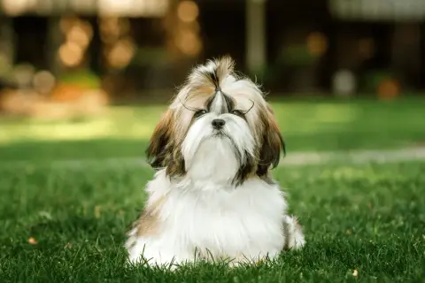 Shih Tzu ma włosy czy sierść? Odkryj różnice i pielęgnację