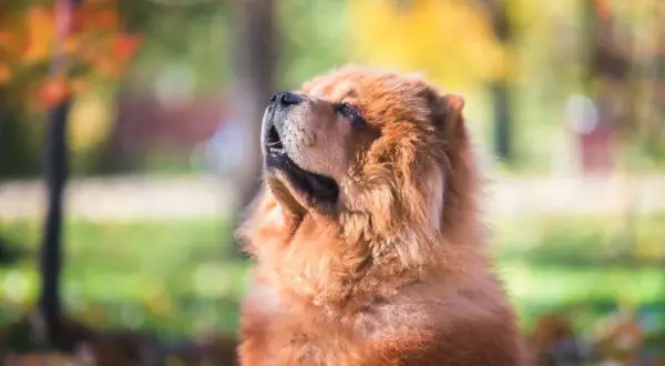 Chow chow sierść czy włosy - co powinieneś wiedzieć o pielęgnacji