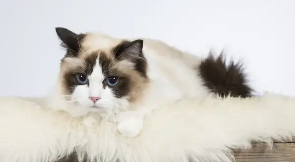 Dorosły ragdoll z niebieskimi oczami leży na białym futrze.