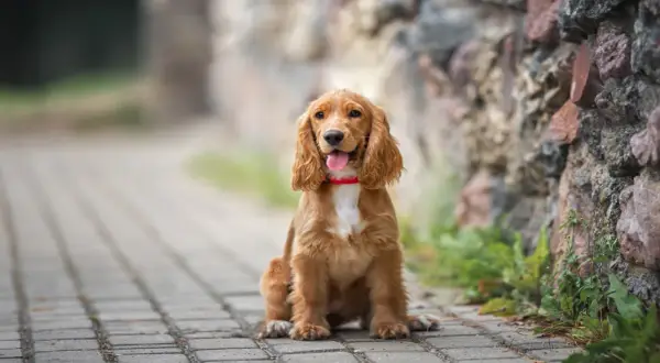 Spaniel włosy czy sierść – jak dbać o unikalną sierść cocker spaniela