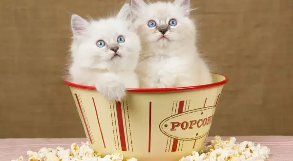 Czy koty mogą jeść popcorn? Sprawdź, dlaczego to niebezpieczne dla nich