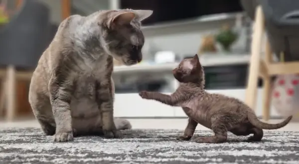 Hodowla kotów Devon Rex w Polsce - najlepsze hodowle i kocięta