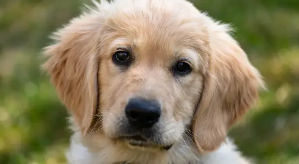 Czy golden retriever ma włosy czy sierść? Odkryj prawdę o jego futrze
