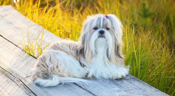 Uroczy piesek rasy Shih Tzu, jedna z wielu odmian tej rasy, leży na drewnianej ławce wśród złocistej trawy.