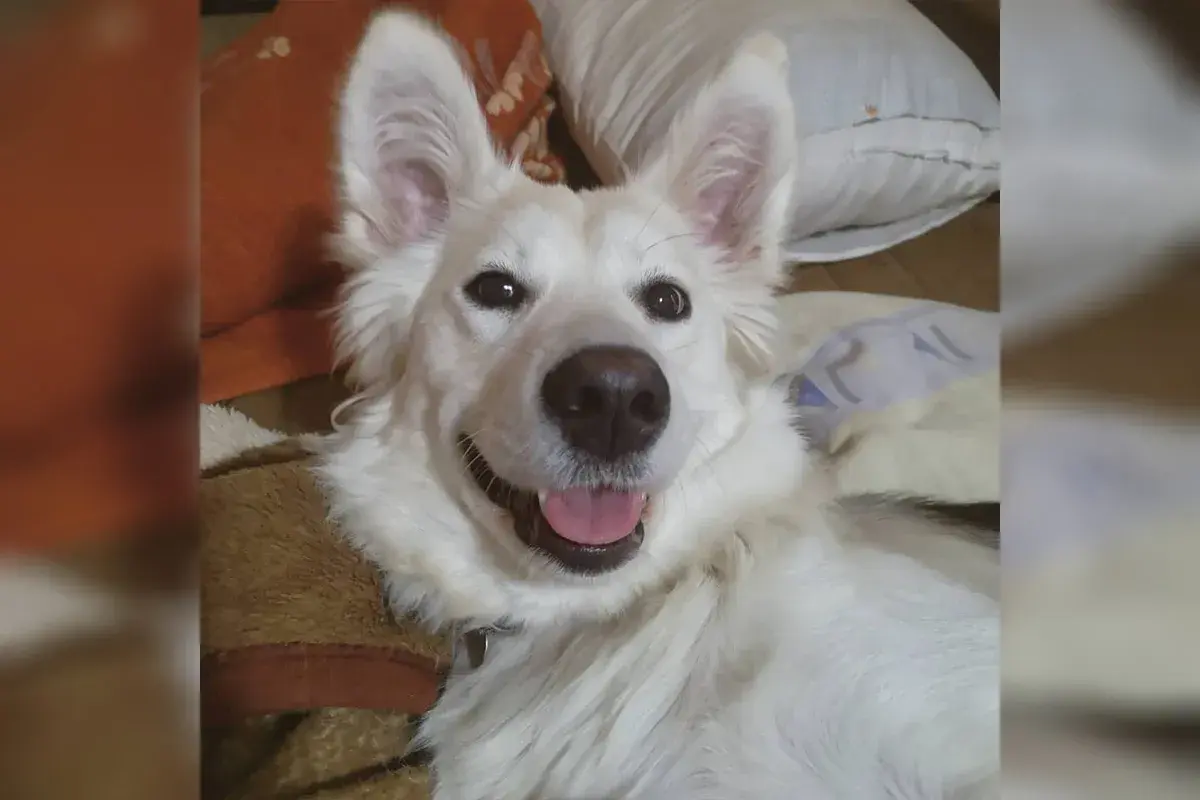 Uśmiechnięty biały huskador leży na kocu, z uszami postawionymi na sztorc.
