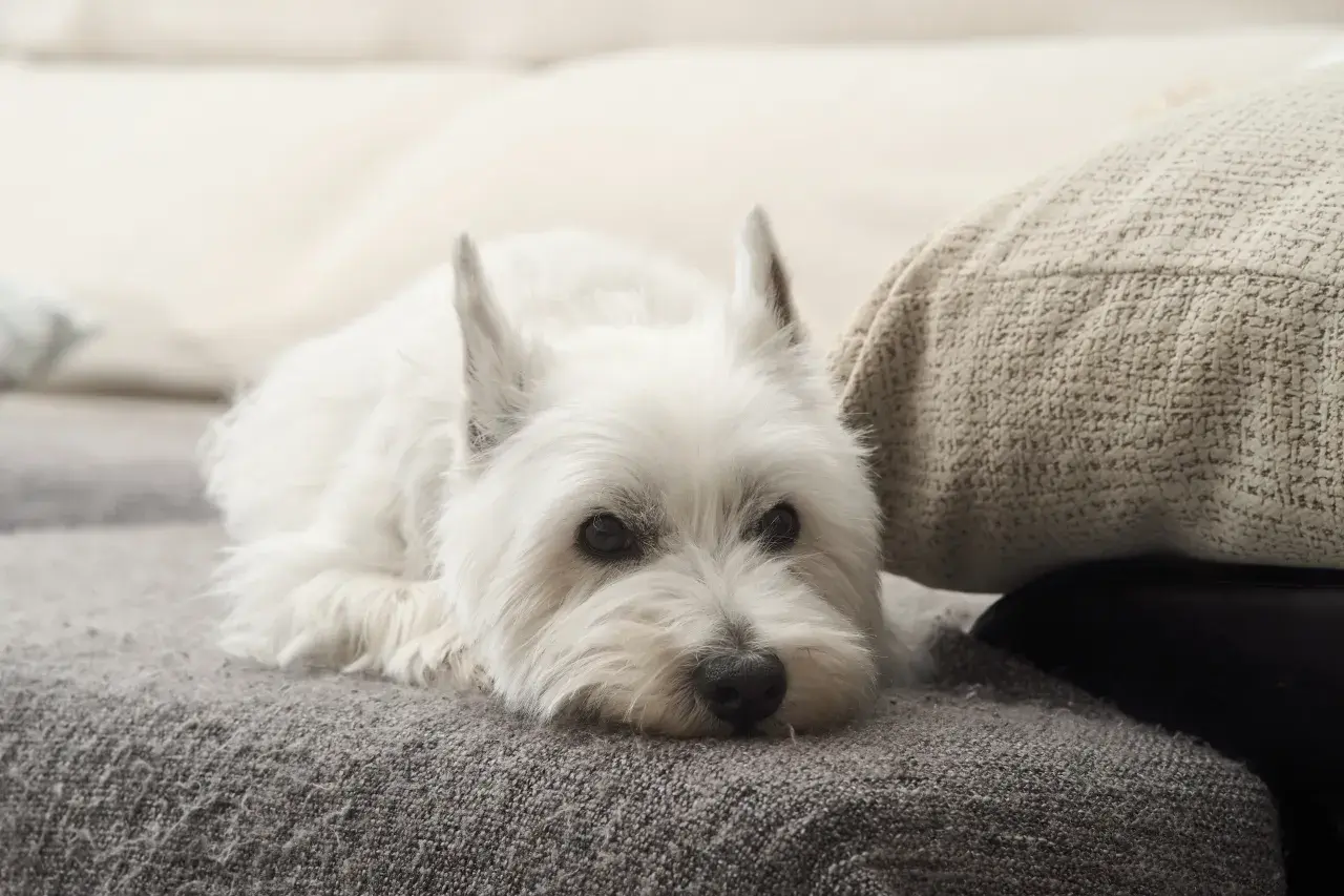 West Highland White Terrier – czy naprawdę gubi sierść i jak dbać o jego futro?