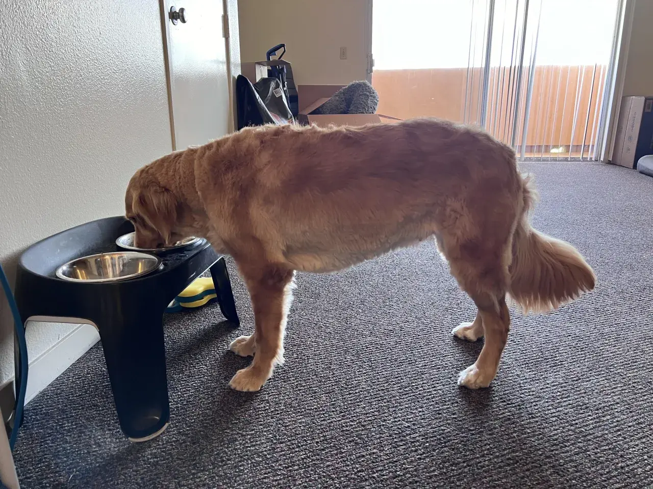 Golden retriever pije wodę z miski na podwyższeniu.