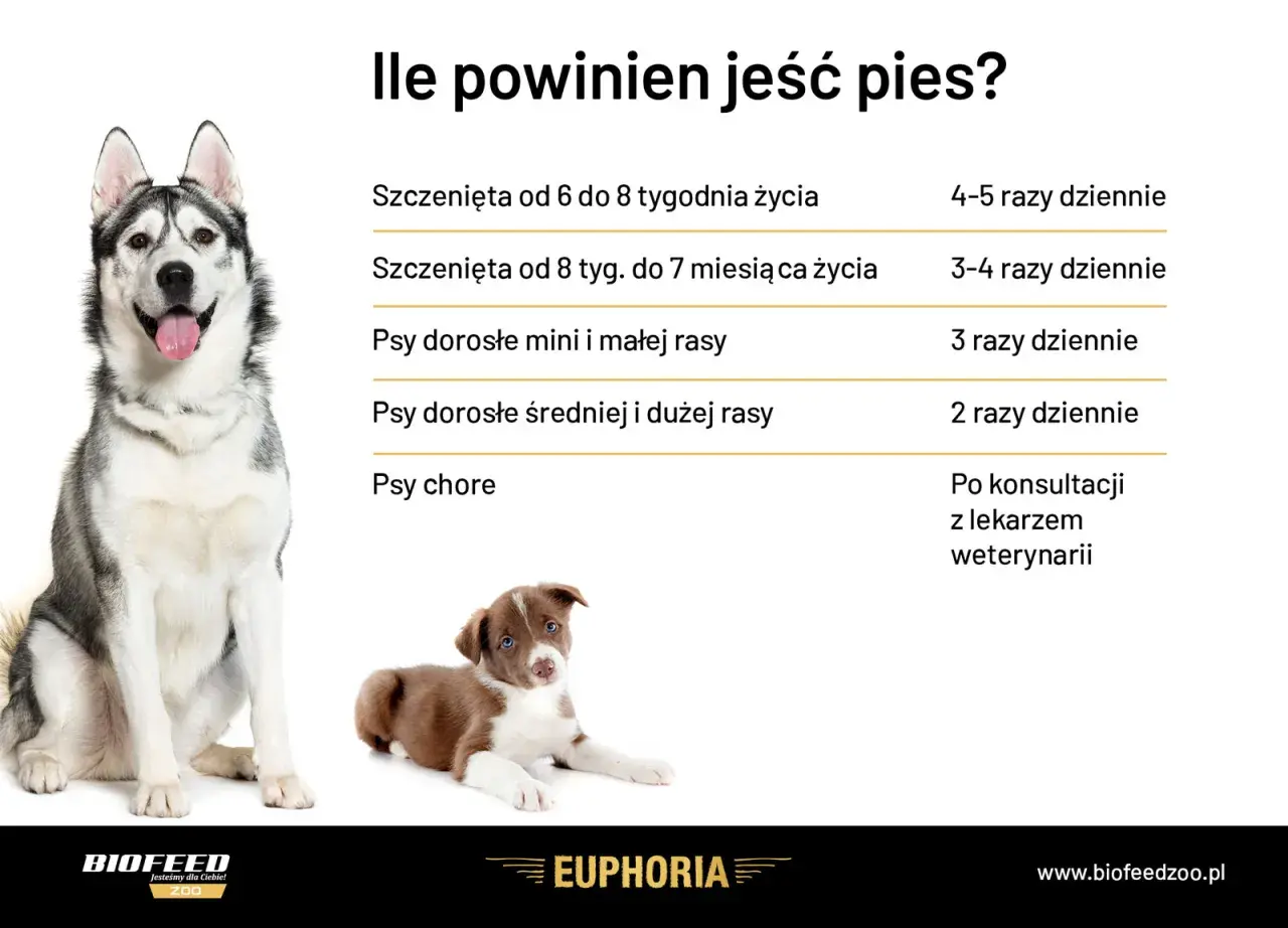 Tabela: ile powinien jeść szczeniak i dorosły pies. Podano zalecenia dla szczeniąt, psów małych, średnich i dużych ras oraz chorych.