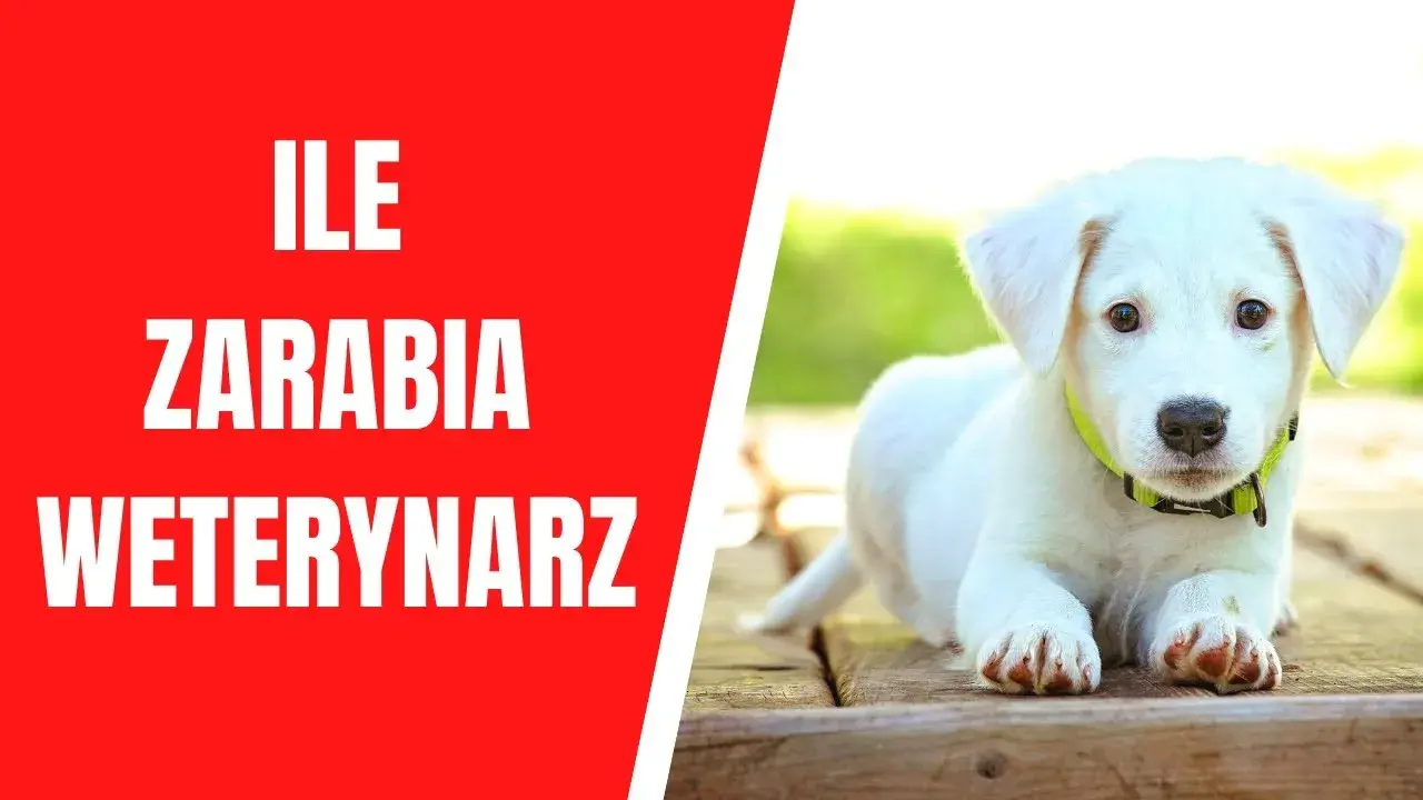 Ile zarabia weterynarz w Norwegii? Zaskakujące różnice wynagrodzeń