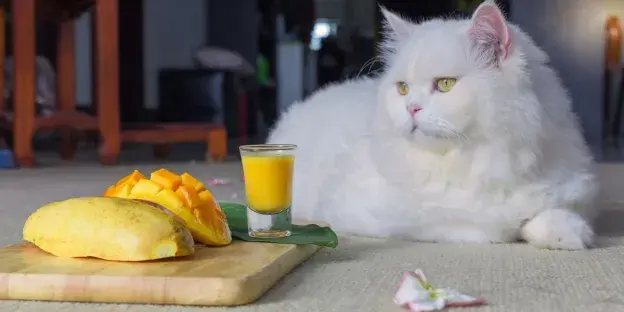 Czy koty mogą jeść mango? Odkryj ryzyko i bezpieczne metody podawania