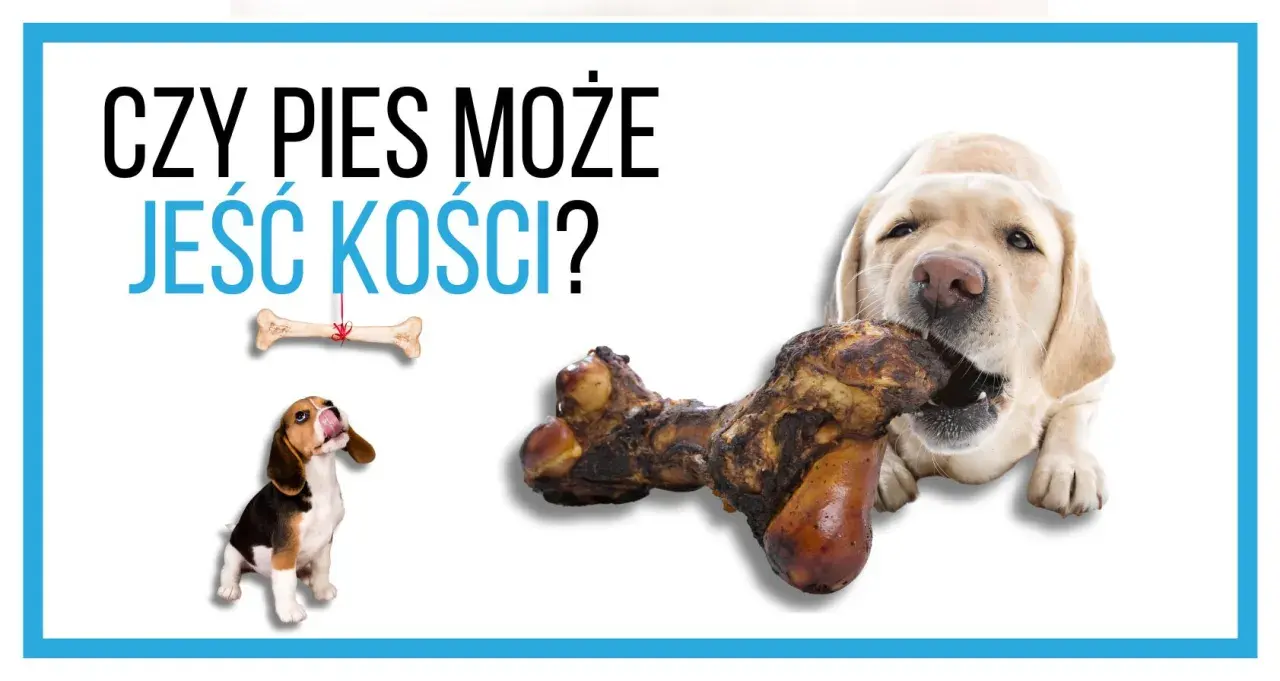 Czy pies może jeść kości? Młody beagle patrzy z nadzieją na kość wiszącą na sznurku, podczas gdy labrador gryzie dużą kość.