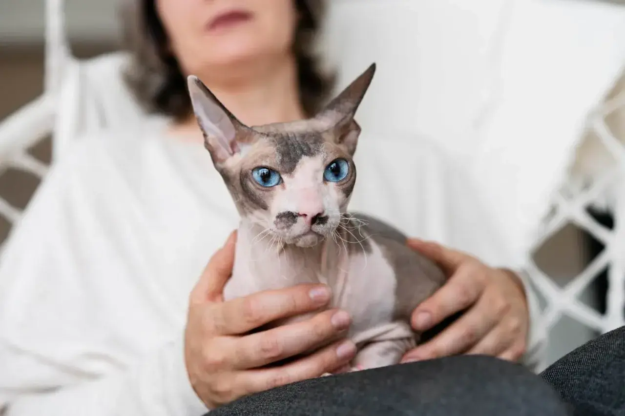 Dorosły devon rex o niebieskich oczach i charakterystycznym umaszczeniu siedzi na kolanach u osoby.