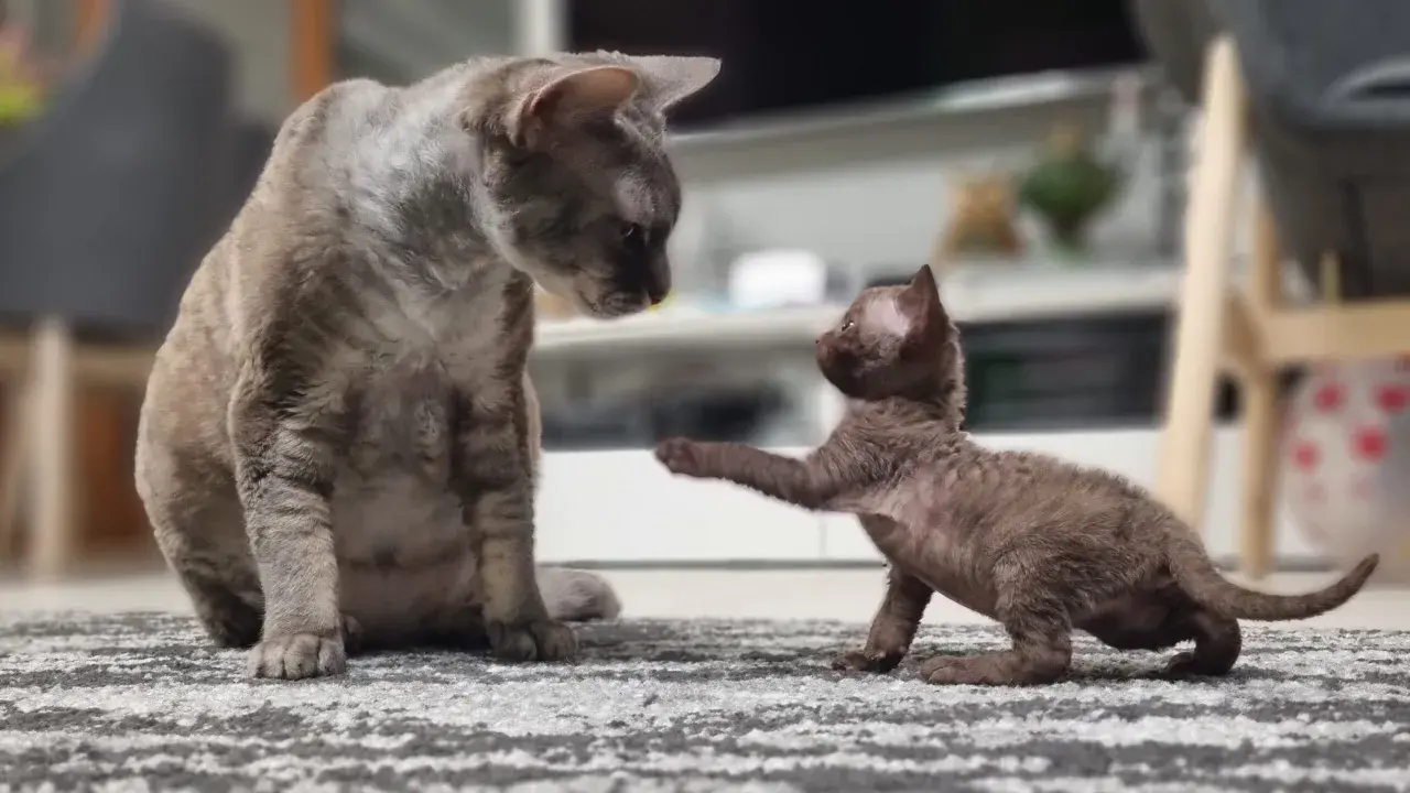 Hodowla kotów Devon Rex w Polsce - najlepsze hodowle i kocięta
