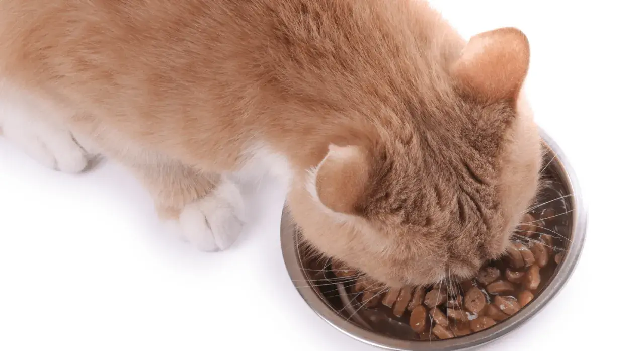 Rudy kotek zajada mokrą karmę z miseczki. Zastanawiasz się, ile powinien jeść kot?