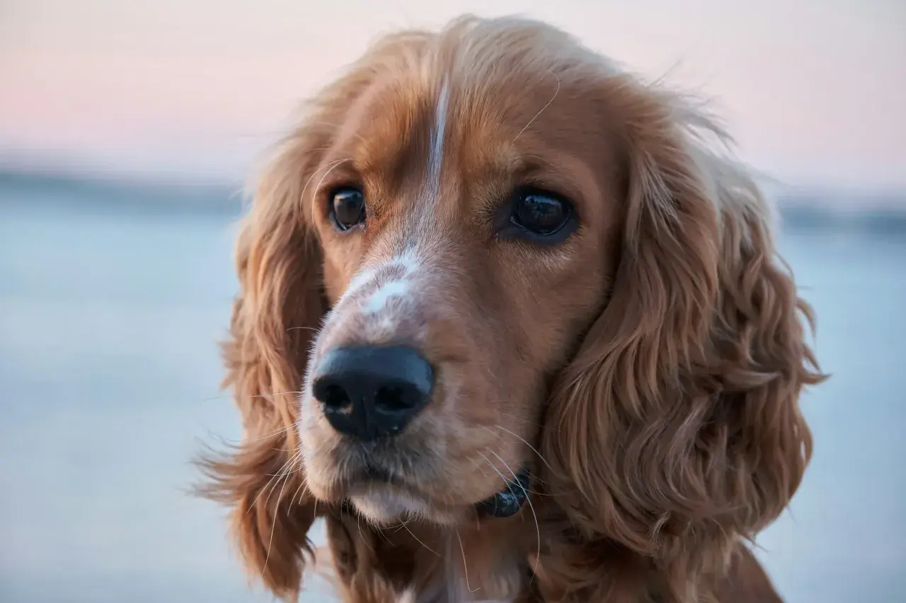 Uroczy cocker spaniel, jedna z wielu odmian tej rasy, z błyszczącymi oczami i falującą sierścią.