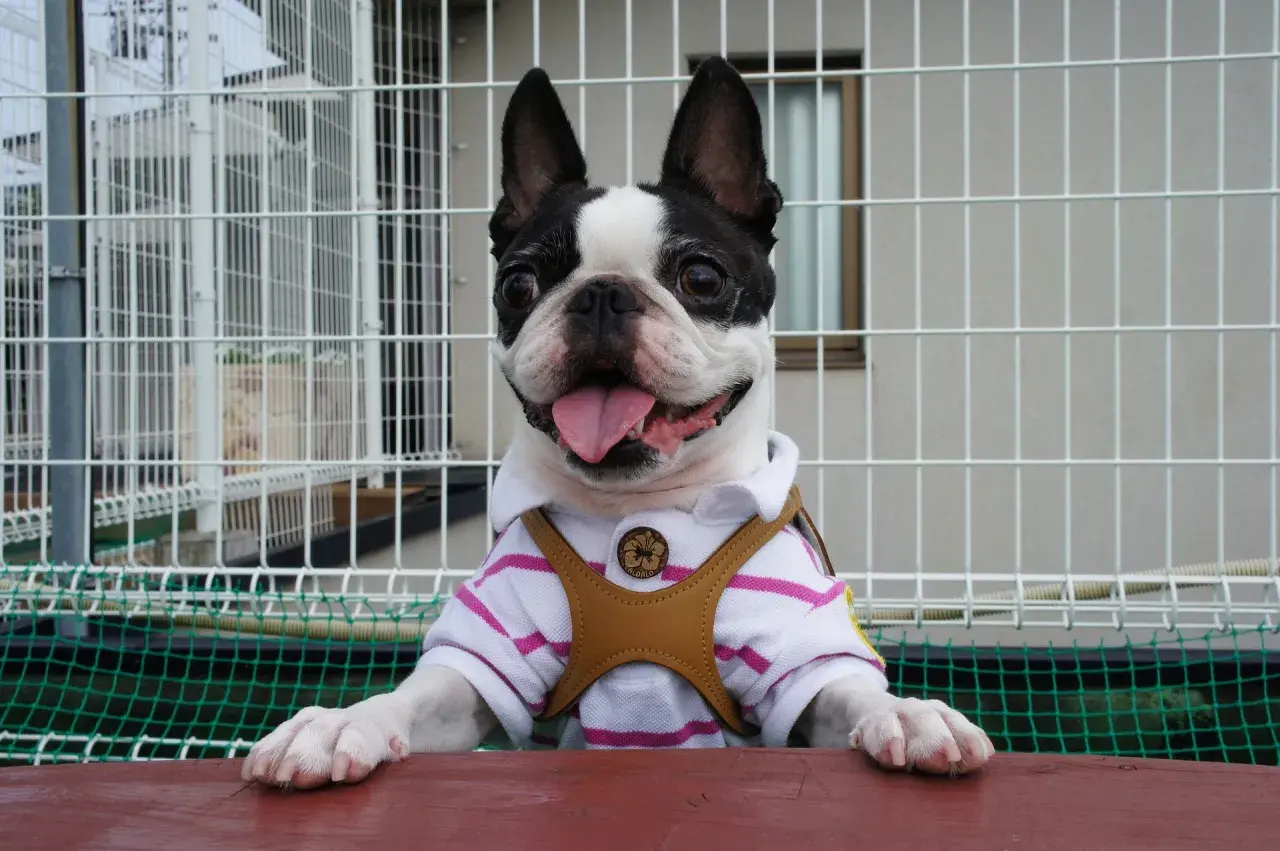 Uroczy boston terrier w koszulce, gotowy do adopcji. Sprawdź boston terrier cena!