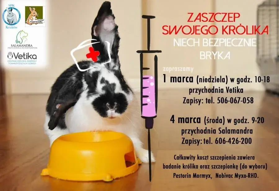 Ile kosztuje wizyta u weterynarza z królikiem? Sprawdź ceny i usługi