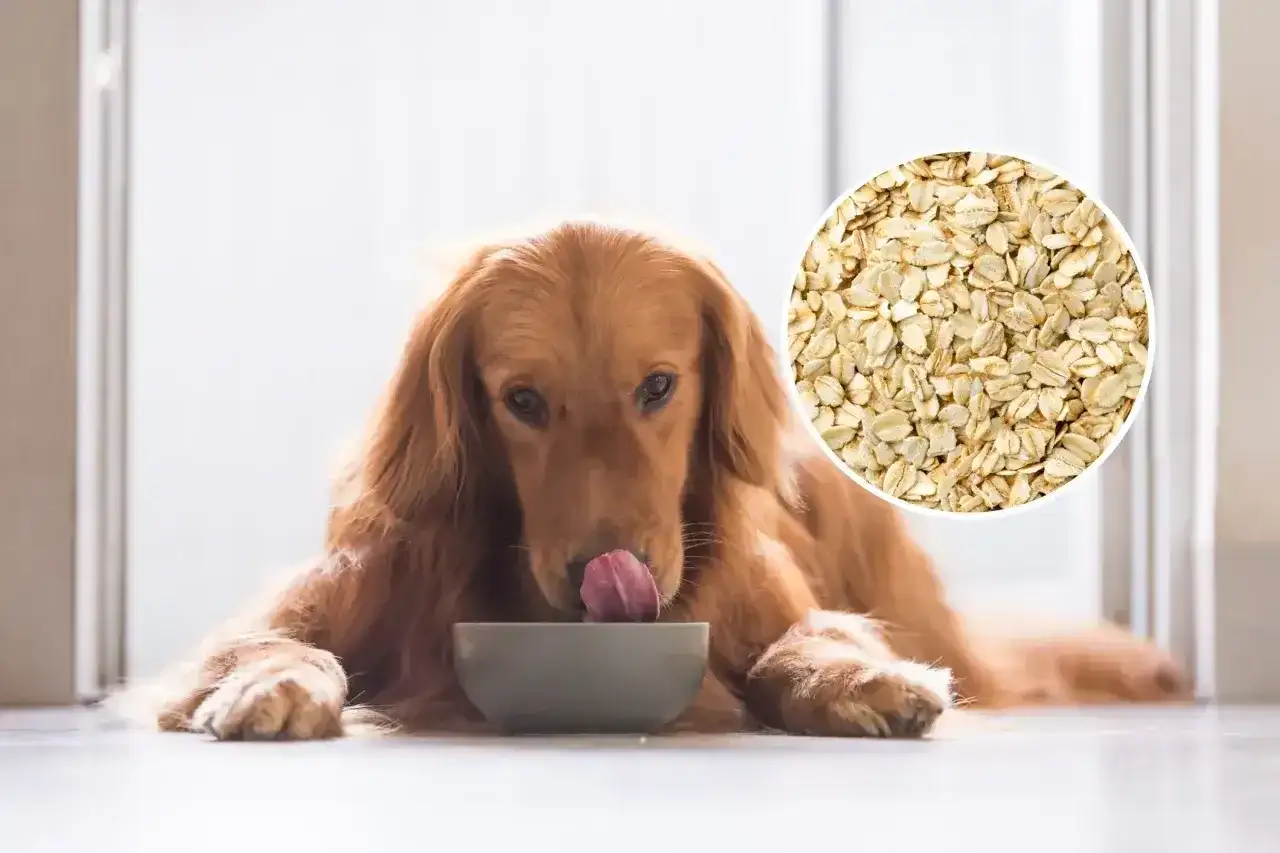 Złoty retriever liże miskę, zastanawiając się, czy pies może jeść płatki owsiane. Obok widok na płatki.