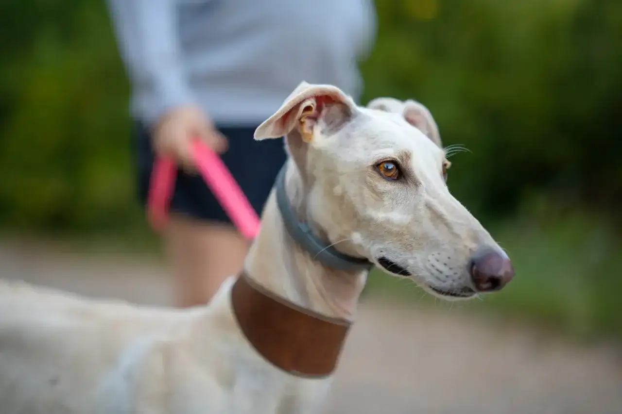 Biały whippet na spacerze z właścicielem. Zastanawiasz się nad whippet cena?