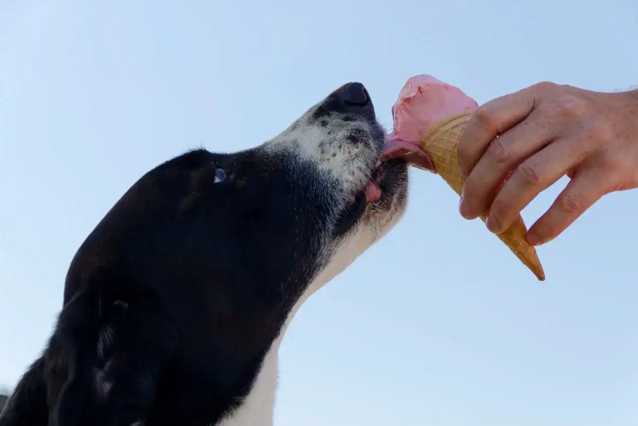 Pies z rozkoszą liże różowe psie lody z wafelka, trzymanego przez ludzką dłoń.