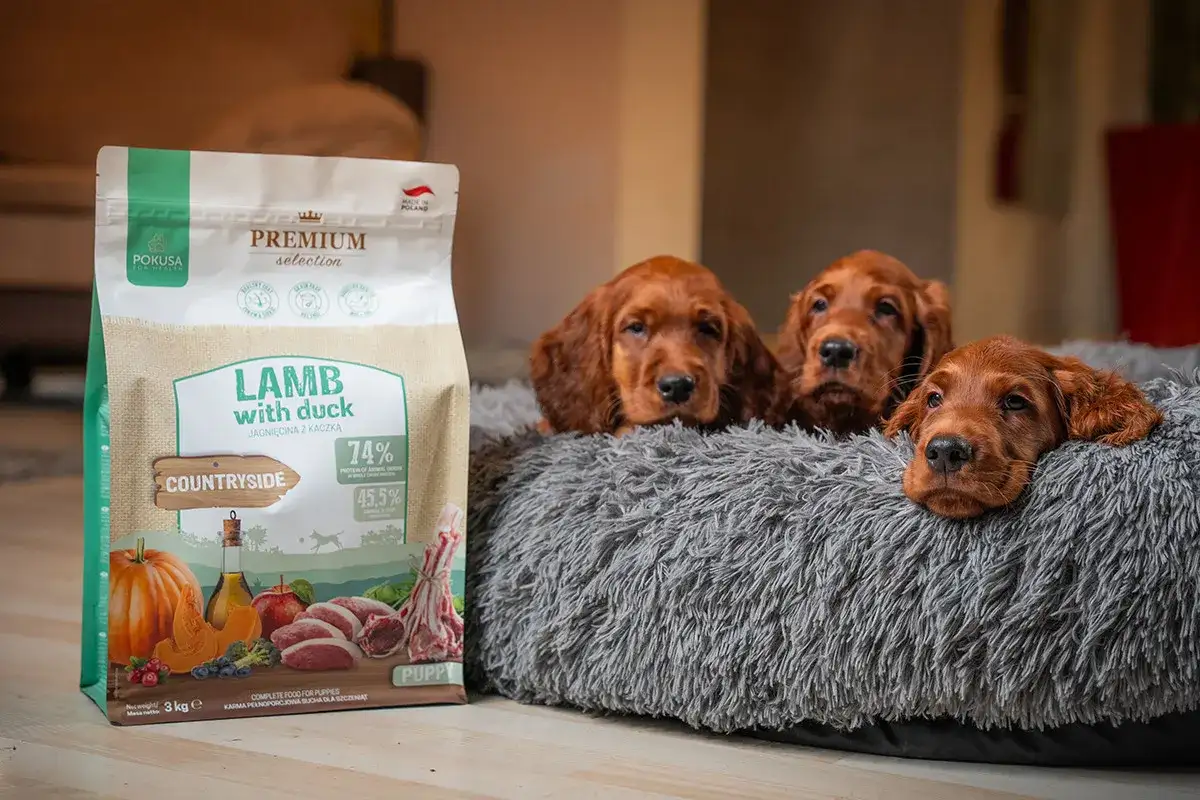 Trzy szczenięta rasy Irish Setter leżą w miękkim legowisku obok paczki karmy "Lamb with duck". To idealna dieta dla psa, zapewniająca mu wszystko, co potrzebne do zdrowego rozwoju.