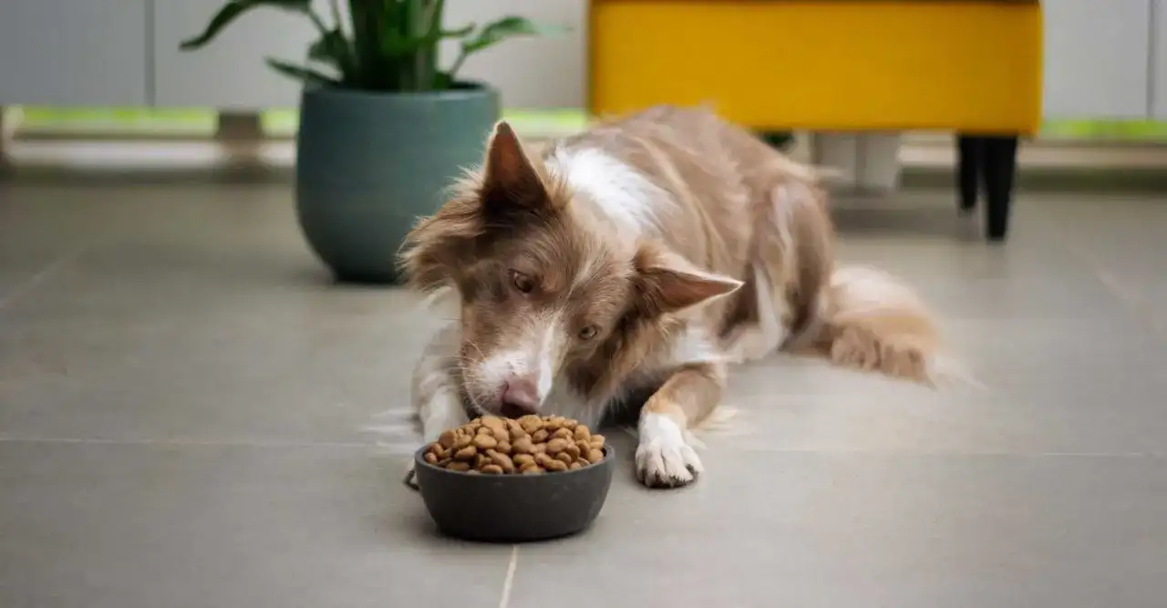 Pies rasy border collie z zaciekawieniem spogląda na miskę z karmą. To może być początek rankingu suchych karm dla psa, gdzie każdy kęs jest oceniany.