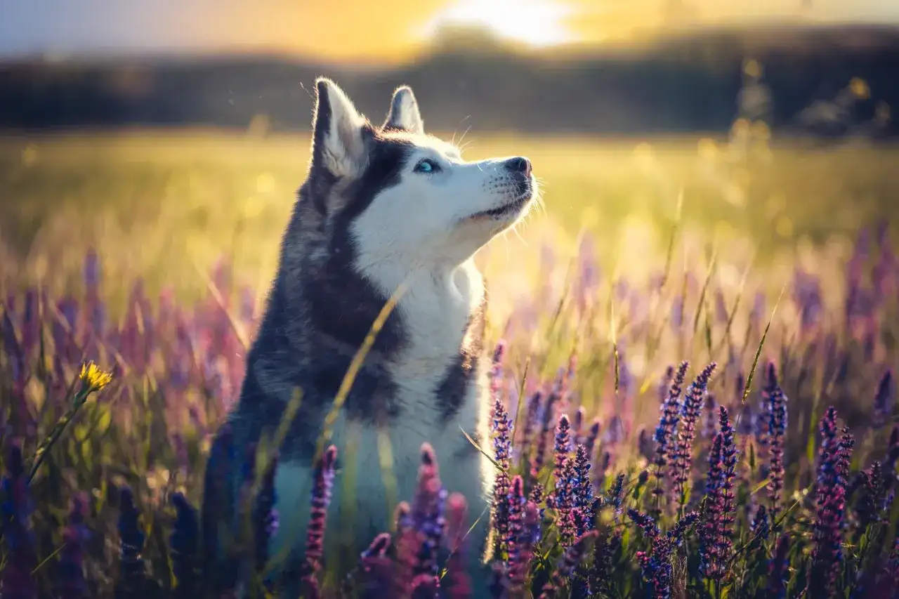 Piękny husky syberyjski z niebieskimi oczami siedzi w kwitnącym polu. Cena takiego psa może być wysoka, ale jego urok jest bezcenny.