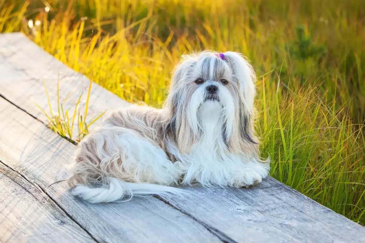 Uroczy piesek rasy Shih Tzu, jedna z wielu odmian tej rasy, leży na drewnianej ławce wśród złocistej trawy.