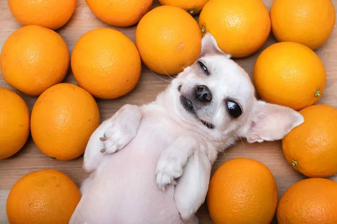 Chihuahua leży wśród pomarańczy, zastanawiając się, czy pies może jeść pomarańcze.