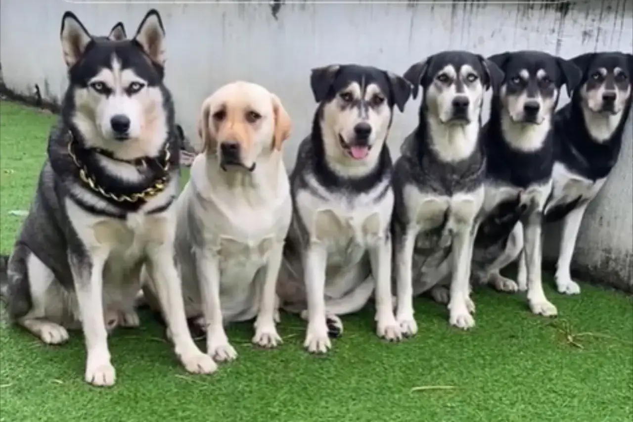 Pięć psów, w tym jeden z złotym łańcuchem na szyi, siedzi w rzędzie. Wśród nich jest jeden huskador.