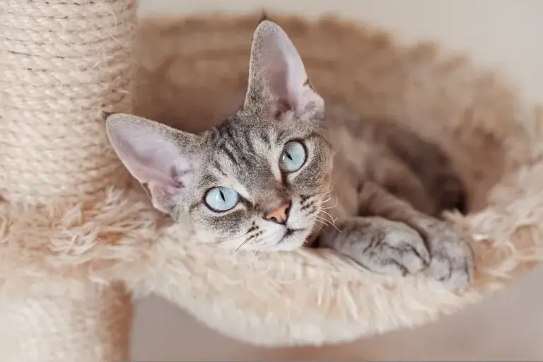 Zdjęcie Kolory Devon Rex: Odkryj różnorodność umaszczenia i ich zmiany