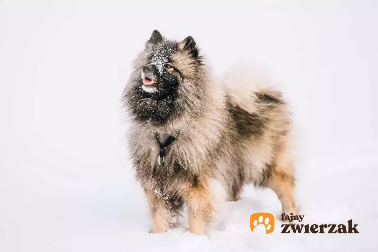 Szpic wilczy w śniegu, z pyszczkiem lekko uniesionym. Zastanawiasz się nad szpic wilczy cena?