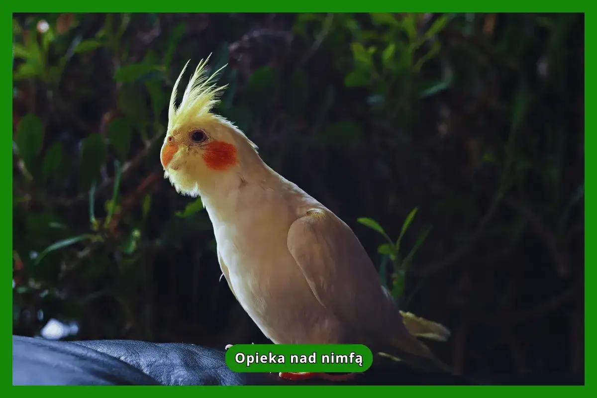 Papuga nimfa z żółtym czubkiem i pomarańczowymi policzkami siedzi na ciemnym tle.