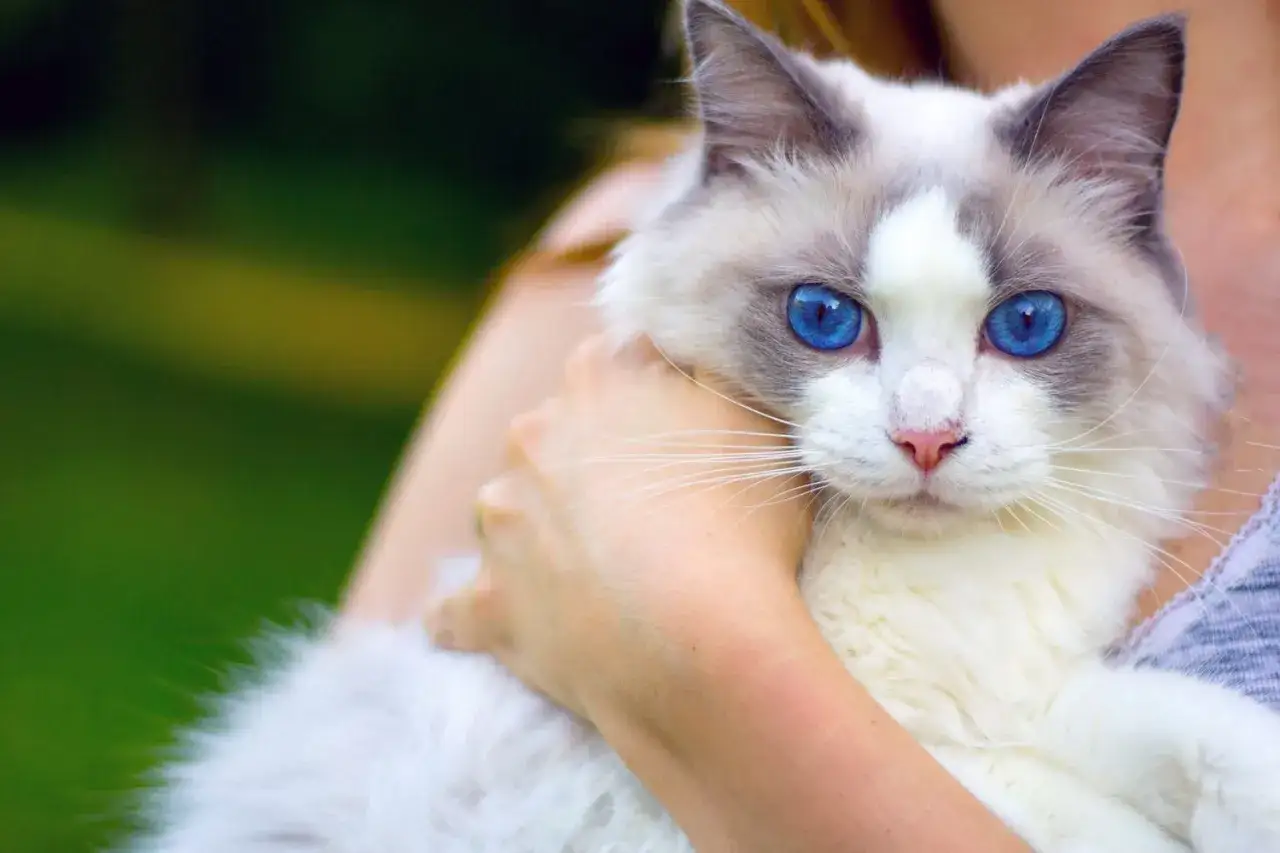 Kot rasy ragdoll z niebieskimi oczami, przytulany przez osobę.