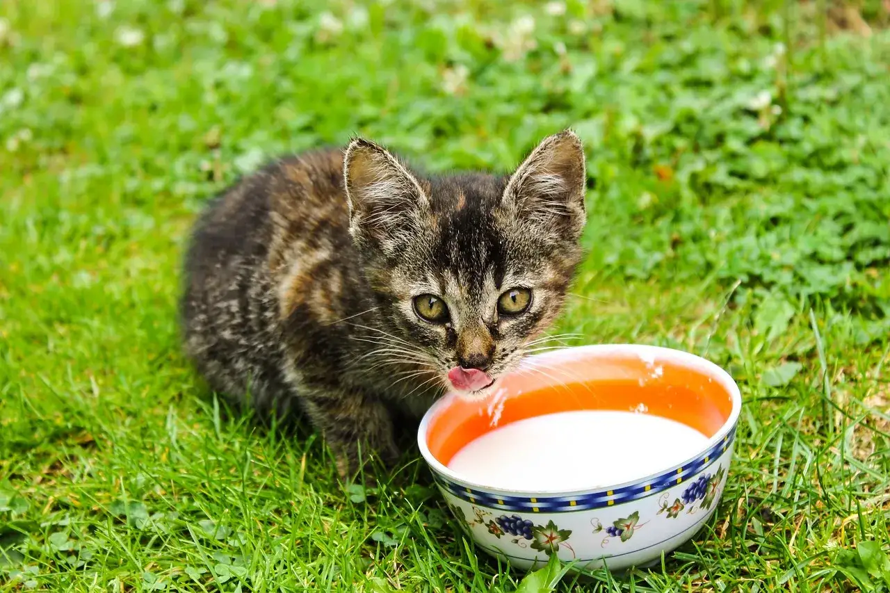 Mały kotek na trawie pije mleko z miseczki. Czy koty mogą pić mleko? Ten maluch chyba tak!