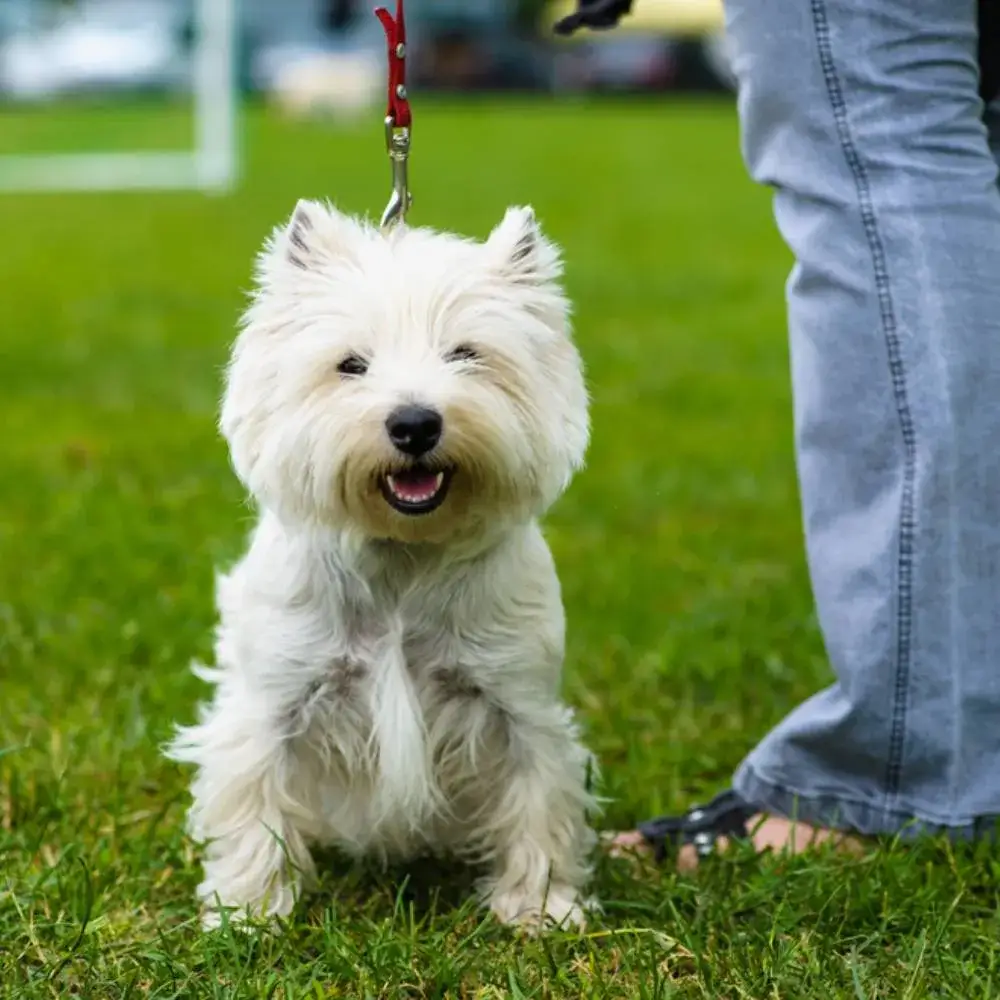Zdjęcie Shih Tzu ma włosy czy sierść? Odkryj różnice i pielęgnację