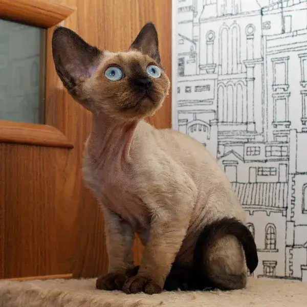 Zdjęcie Hodowla kotów Devon Rex w Polsce - najlepsze hodowle i kocięta