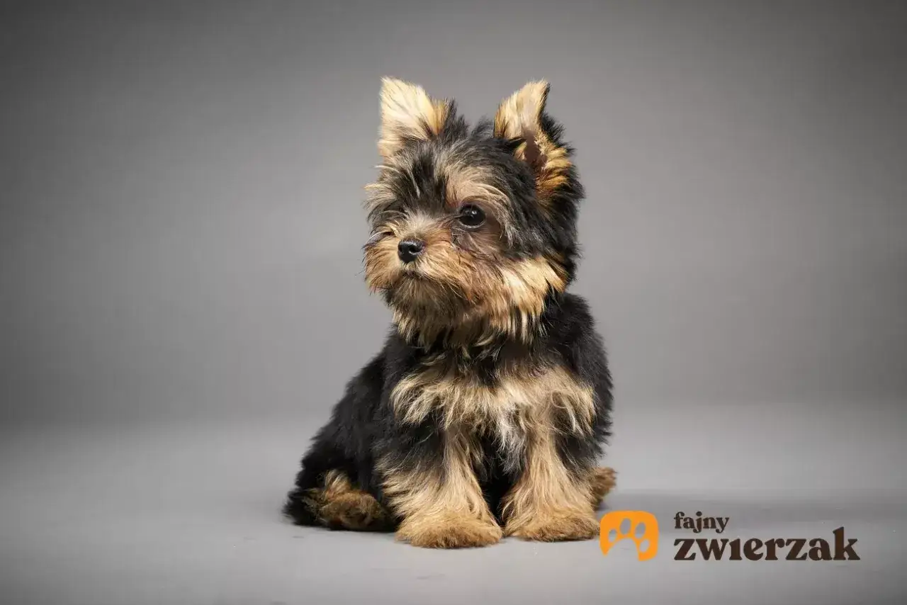 Uroczy terrier miniaturka siedzi na szarym tle, z zaciekawieniem spoglądając w bok.