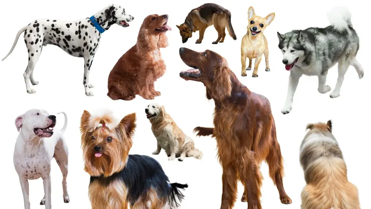 Kolekcja psów różnych ras: dalmatyńczyk, owczarek niemiecki, chihuahua, husky, dog, yorkshire terrier, golden retriever, seter irlandzki i collie.