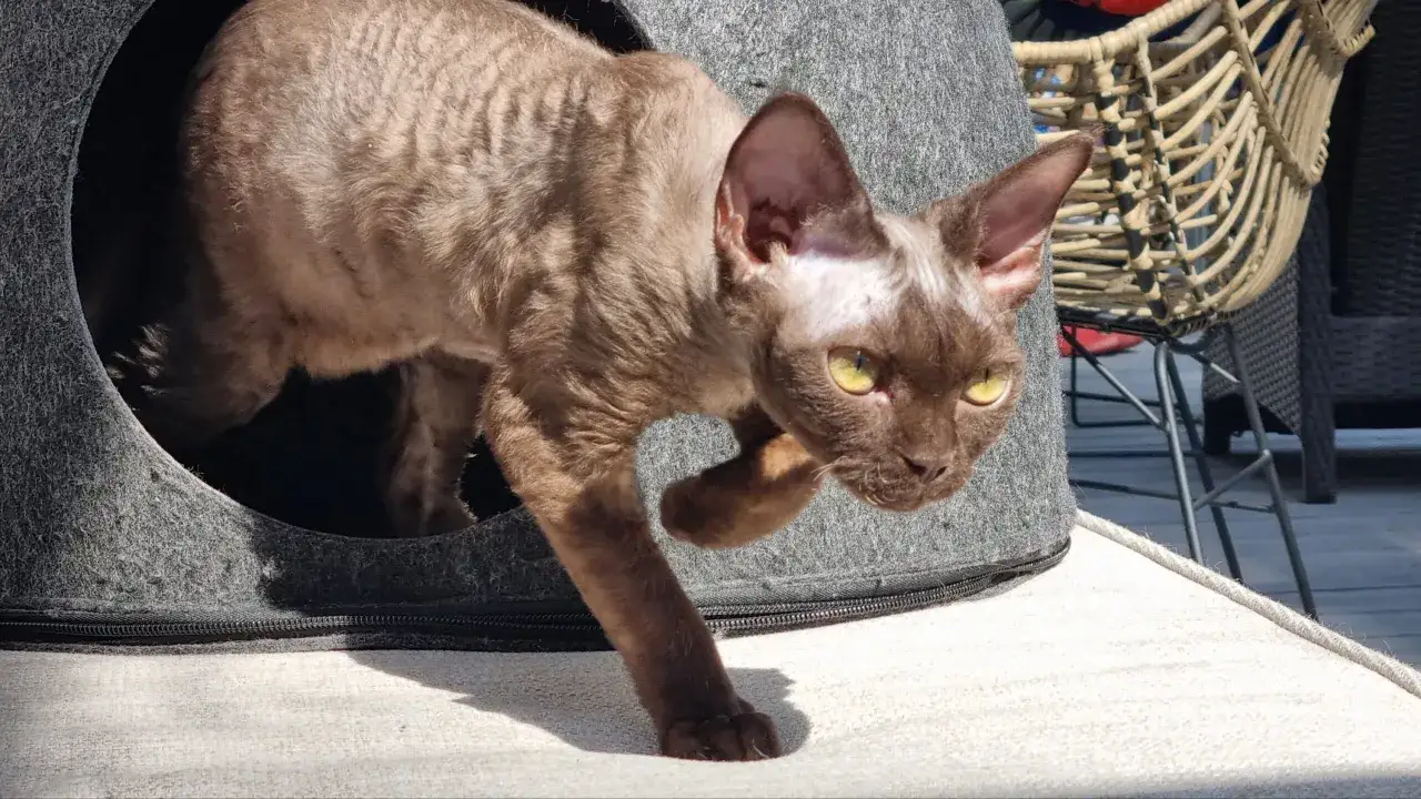Brązowy kot rasy devon rex wychodzi z szarego legowiska. Jego falowana sierść i duże uszy przyciągają uwagę. Cena takiego pupila może być różna.