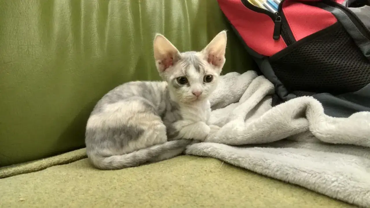 Uroczy kotek rasy devon rex, z charakterystycznymi dużymi uszami, siedzi na zielonej kanapie. Jego cena jest adekwatna do unikalności tej rasy.