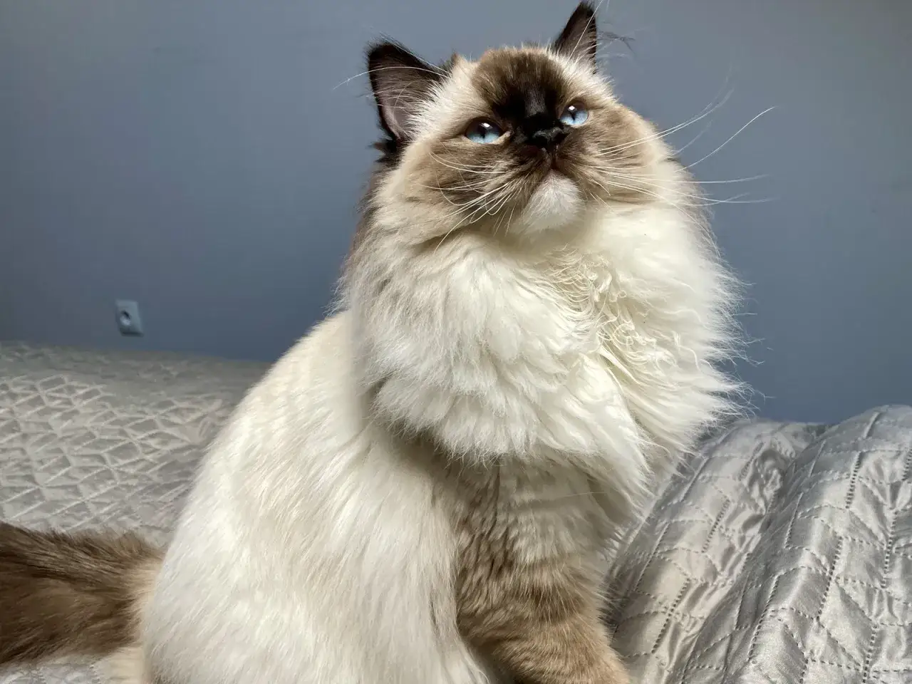 Dorosły ragdoll z niebieskimi oczami i puszystym futrem siedzi na łóżku.