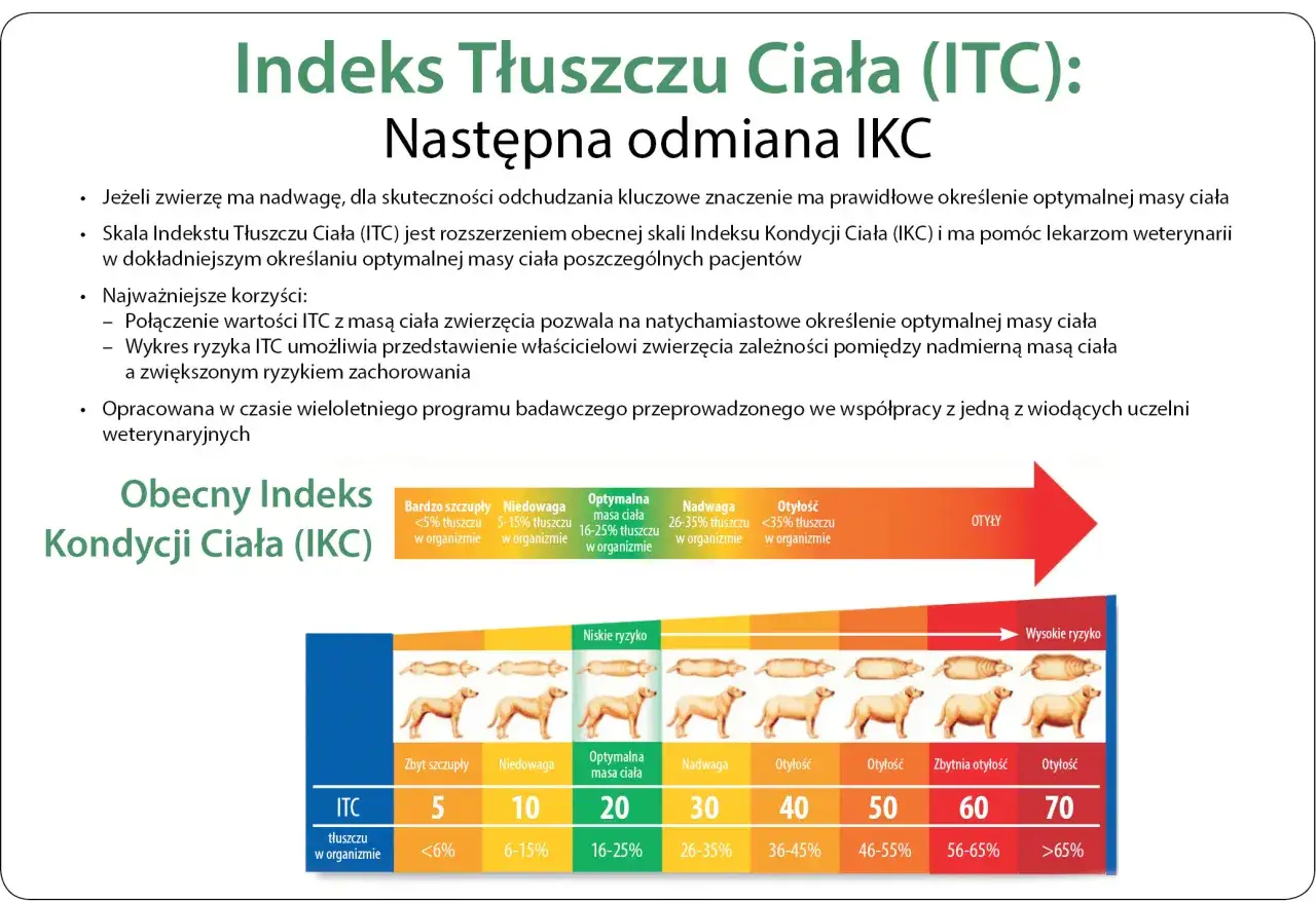 Skala ITC pomaga określić, jak odchudzić kota, pokazując optymalną masę ciała i ryzyko związane z nadwagą.