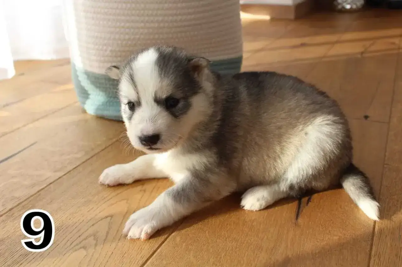 Uroczy szczeniak husky syberyjski, numer 9. Zastanawiasz się nad husky syberyjski cena?