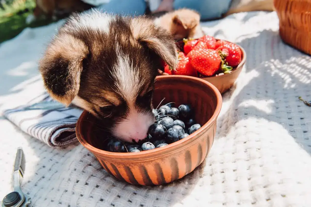 Szczeniak corgi próbuje borówek z miseczki. Czy pies może jeść borówki? Tak, w małych ilościach są zdrowe.