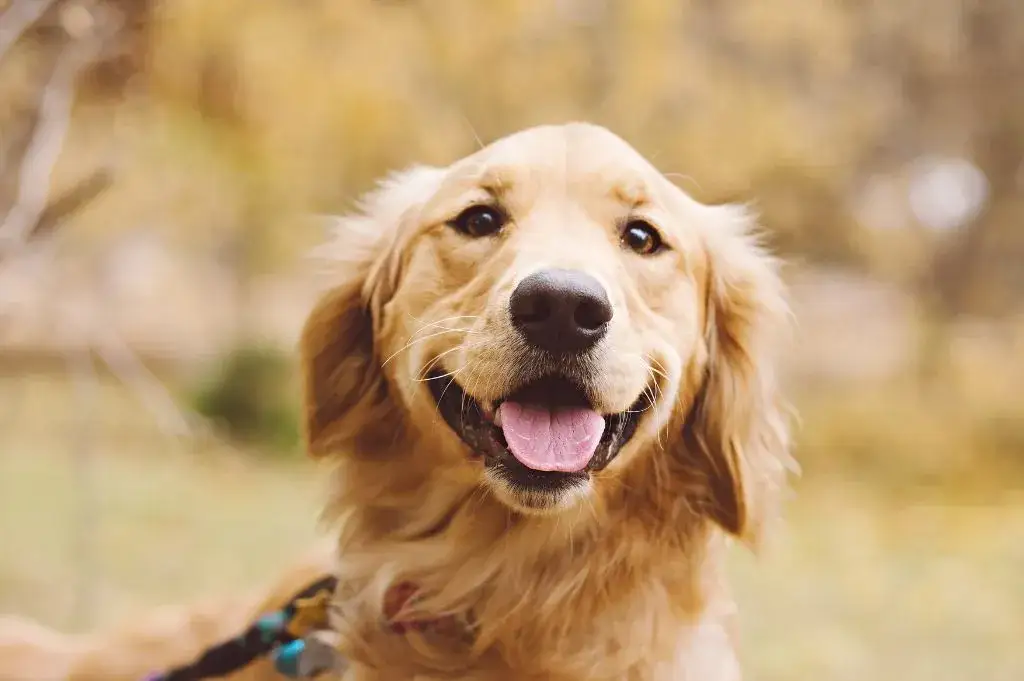 Zdjęcie Czy golden retriever ma włosy czy sierść? Odkryj prawdę o jego futrze