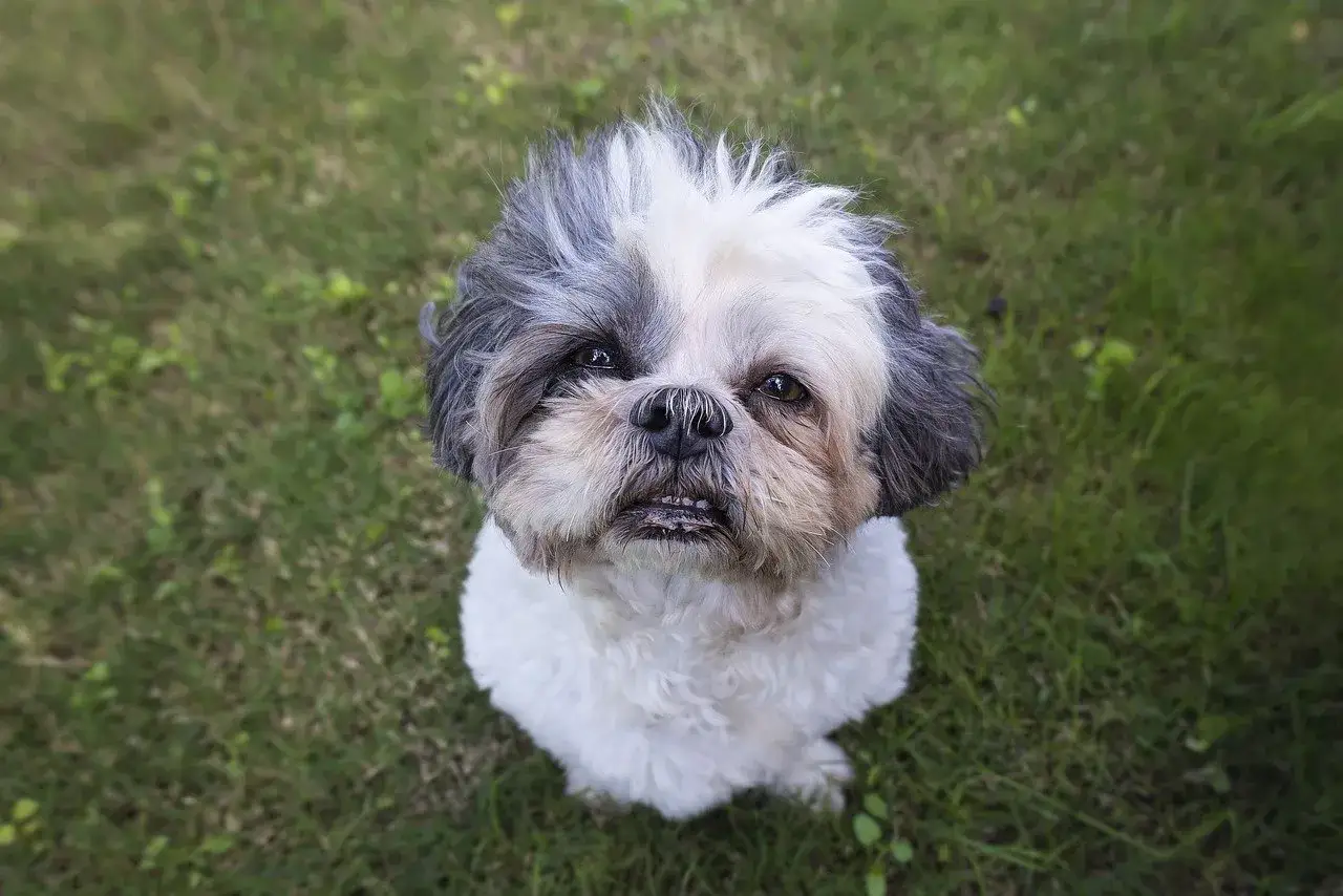 Uroczy shih tzu z charakterystycznym umaszczeniem, jeden z wielu pięknych odmian shih tzu, siedzi na trawie.